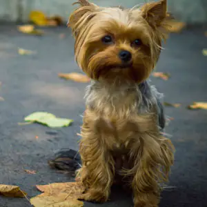 Yorkshire Terrier