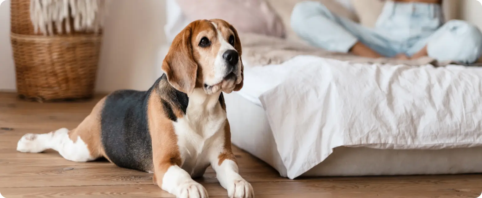 Hound dog breeds