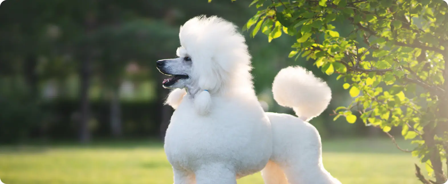 Thumbnail for Small Healthy Hypoallergenic Dog Breeds For Sale Online