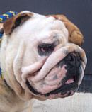British Bulldog for sale by ADAVENBULLS
