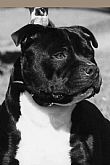 Staffordshire Bull Terrier for sale by ALARDAR