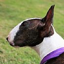 Bull Terrier (Miniature) for sale by ALDRIDGE