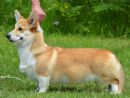 Welsh Corgi (Pembroke) for sale by ALIASA