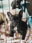 French Bulldog for sale by LARGYLE