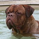Dogue de Bordeaux for sale by AMEDANGE