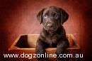 Labrador Retriever for sale by AMELACEY