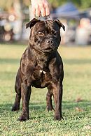 Staffordshire Bull Terrier for sale by AMITYALEXAS