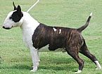 Bull Terrier for sale by APONI