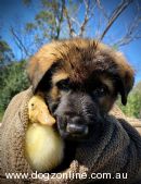 German Shepherd Dog for sale by AQUILAEYE