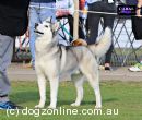 Siberian Husky for sale by ARTICWOLF