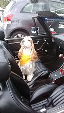 Cocker Spaniel for sale by ASHMERE