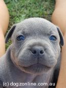 Staffordshire Bull Terrier for sale by ASTROBLUES