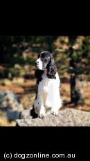 English Springer Spaniel for sale by BASCENA
