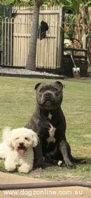 Staffordshire Bull Terrier for sale by BLUESTAIN