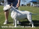 Bull Terrier for sale by BOCEPHUS