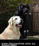 Labrador Retriever for sale by BONKAINDA