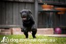 Labrador Retriever for sale by BRAIDSHAW