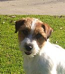 Jack Russell Terrier for sale by BREETOBRY