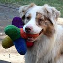 Australian Shepherd for sale by BRIMFELDT
