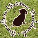 Dachshund (Miniature Smooth Haired) for sale by BRUNOBEAR