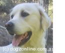 Golden Retriever for sale by BURATINO