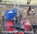 Australian Cattle Dog for sale by CAPUTH
