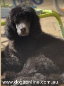 Poodle (Standard) for sale by CATLIX