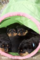 Rottweiler for sale by CHAMROTT