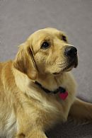 Golden Retriever for sale by CHANELGOLD