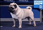 Pug for sale by CHINDARA