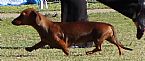 Dachshund (Miniature Smooth Haired) for sale by COOLEDACH