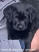 Labrador Retriever for sale by CORMWOOD