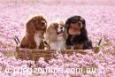 Cavalier King Charles Spaniel for sale by COUNTRYCAVALIERS
