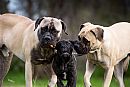 Bullmastiff for sale by DOUGLESTHOMAS