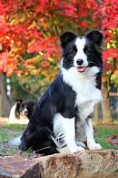 Border Collie for sale by DRINOTONKS