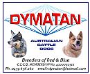 Australian Cattle Dog for sale by DYMATAN