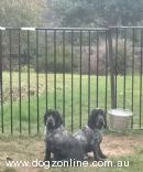 Cocker Spaniel for sale by ELLENBANK