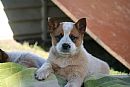Australian Cattle Dog for sale by ELLENBANK