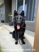 German Shepherd Dog for sale by EZGIRL1796