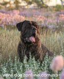 Cane Corso for sale by FEDELECORCANECORSO