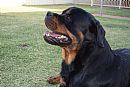 Rottweiler for sale by FERRONERO