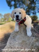 Golden Retriever for sale by FLORAGOLD