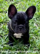 French Bulldog for sale by FRENDANGO