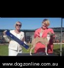 Italian Greyhound for sale by FUNHUND