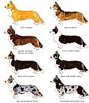 Welsh Corgi (Cardigan) for sale by GANMAIN