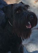 Schnauzer (Miniature) for sale by RAEVULAMS