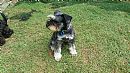 Schnauzer (Miniature) for sale by GLENCALAIS