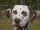 Dalmatian for sale by GRACNBROOK