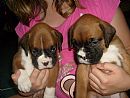 Boxer for sale by GRACNBROOK