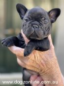 French Bulldog for sale by HANWAYKENNELS